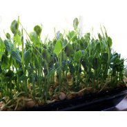 Sprouting Peas (organic) - 500g or 1kg