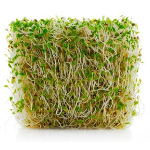 Sprouting Alfalfa Seeds (Organic) - 500g & 1kg