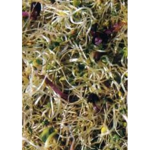 Sprouting Vita Plus Blend Seeds (Organic) - 500g & 1kg