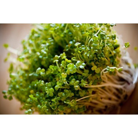 Sprouting Green Broccoli Seeds (Organic) - 100g, 500g & 1kg