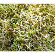 Sprouting Red Clover Seeds (Organic) - 500g & 1kg