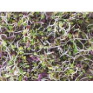 Sprouting Health Boost Blend (Organic) - 100g & 500g