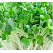 Sprouting Radish Seeds (Organic) - 500g  & 1kg