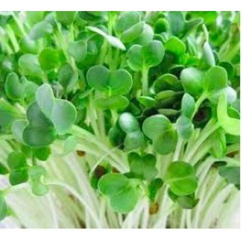 Sprouting Radish Seeds (Organic) - 500g  & 1kg