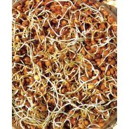 Sprouting Lentil Seeds (Organic) - 100g, 500g & 1kg