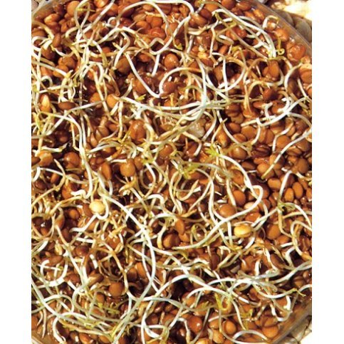 Sprouting Lentil Seeds (Organic) - 100g, 500g & 1kg
