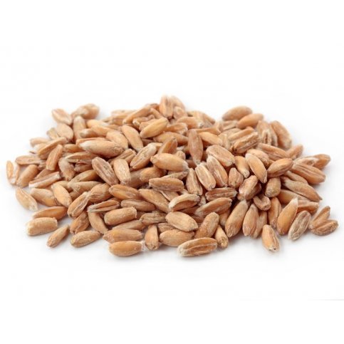 Spelt Grain (Whole Kernel, Hulled, NZ Organic) - 1kg & 5kg