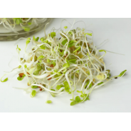 Sprouting Sweet Yet Spicy Blend (Organic) - 500g & 1kg